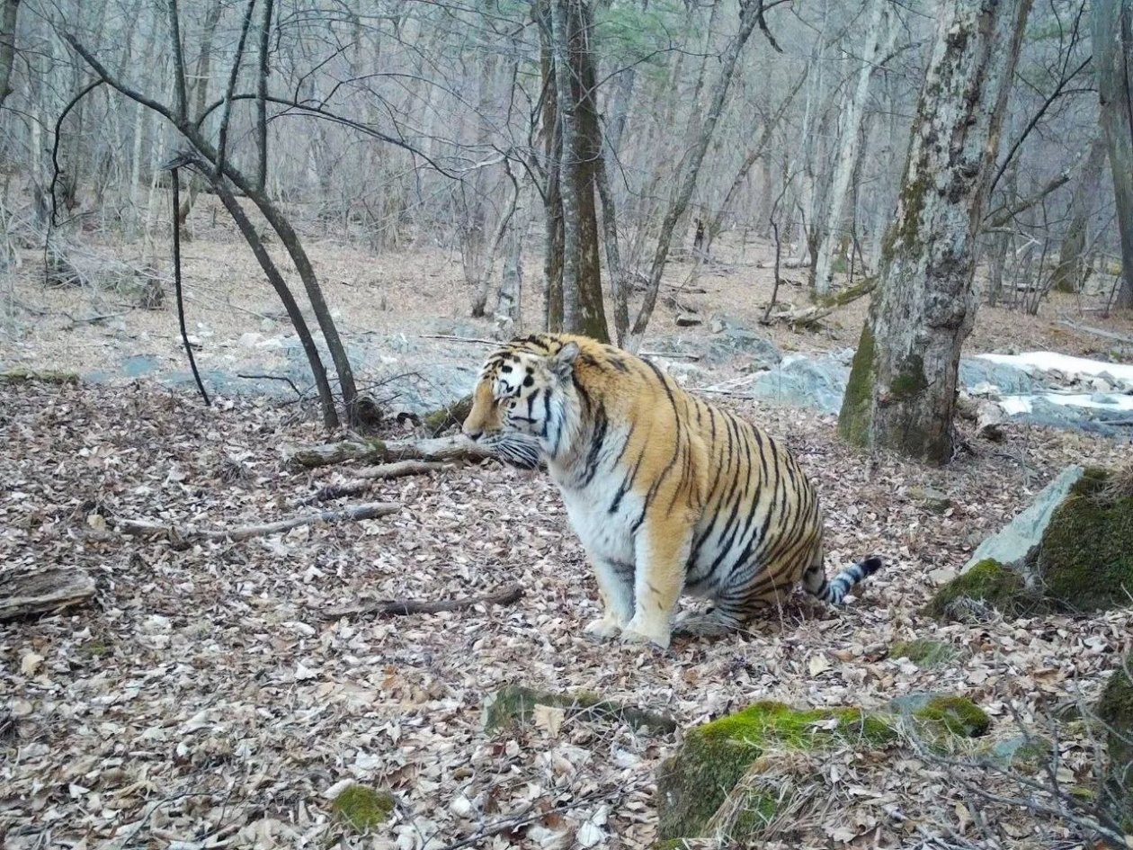 Тигр попал на одну из камер телеграм-канал (18+) svodka25