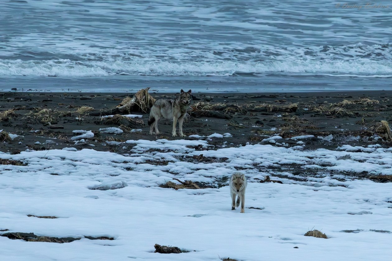 &quotМорские&quot волки на побережье. Кроноцкий заповедник Дмитрий Балакирев