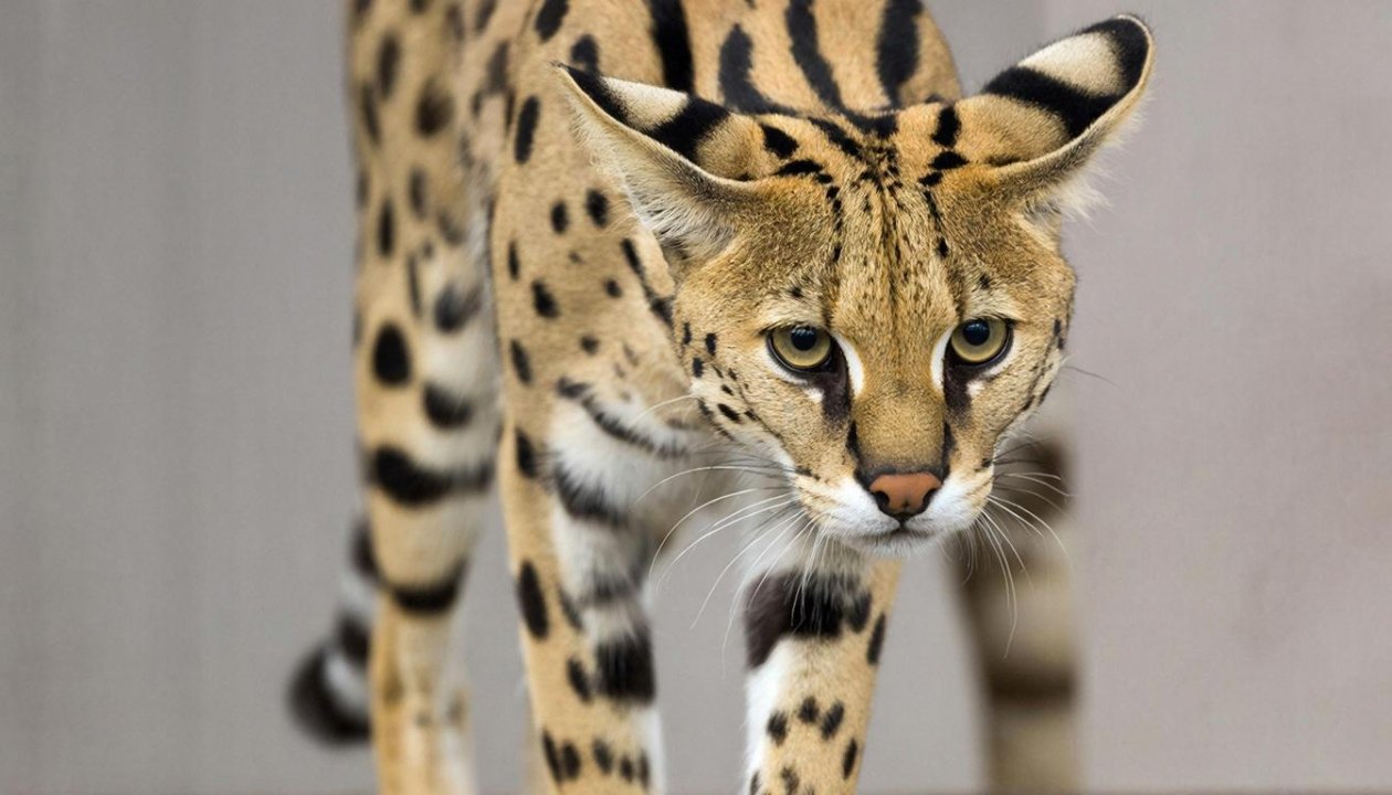 Тематическое фото ИИ GigaChat (18+)