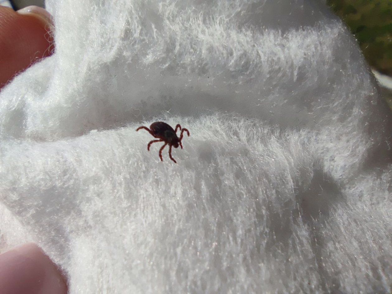 Информацию о нашествии новых &quotклещей-мутантов&quot опровергли на Ставрополье ИА Stavropol.Media