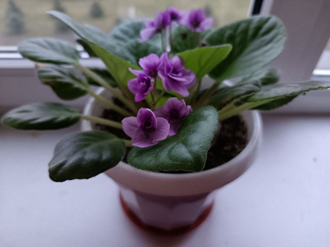 Добавила в воду для полива мумие и спирулину из аптеки — и корни фиалок больше не гниют, а цветы радуют круглый год ИА SochiMedia