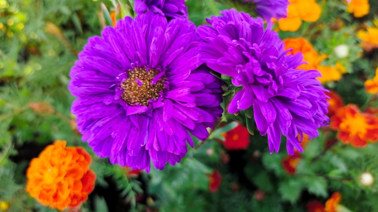 Астры Автора