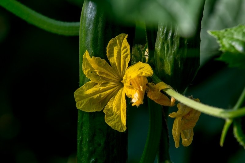 На Кубани выделили 35 млн рублей на поддержку тепличных овощей Антон Балашов