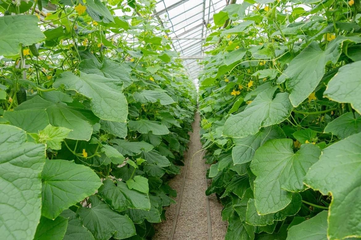 Соцсети ДСХиПР Севастополя