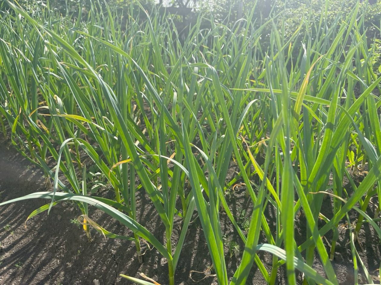 Желтый чеснок - прошлый век: агроном Давыдова рассказала, как добиться идеальной зелени на грядке ИА StavropolMedia