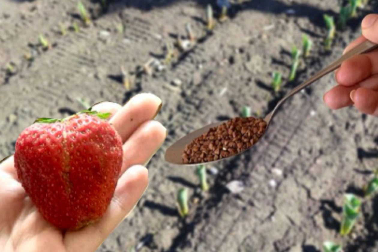 Всего 2 ложки в почву - и клубника даёт крупные, сладкие ягоды без кислоты ИА KrasnodarMedia