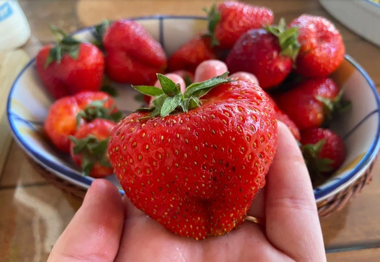 Клубника ИА KrasnodarMedia