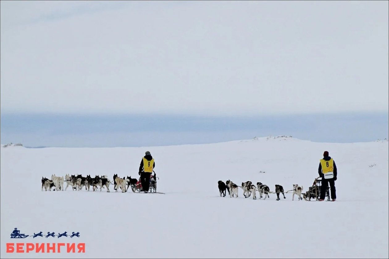 &quotБерингия-2026&quot продолжается Оргкомитет гонки