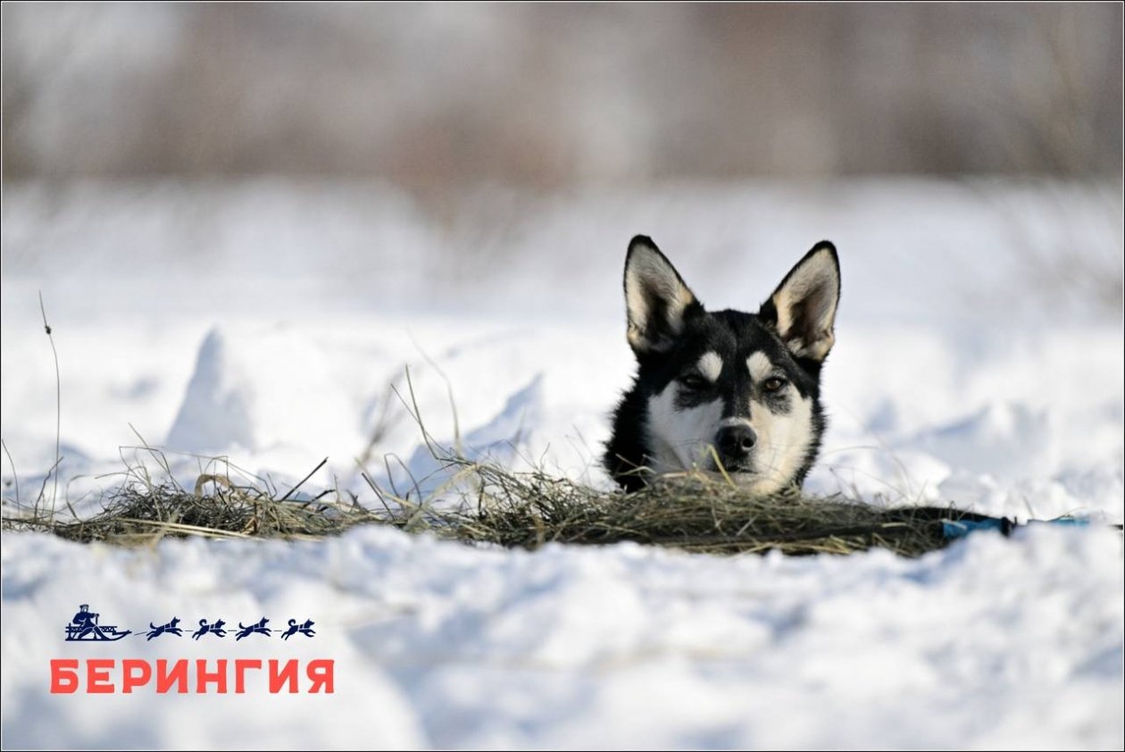 Оргкомитет гонки