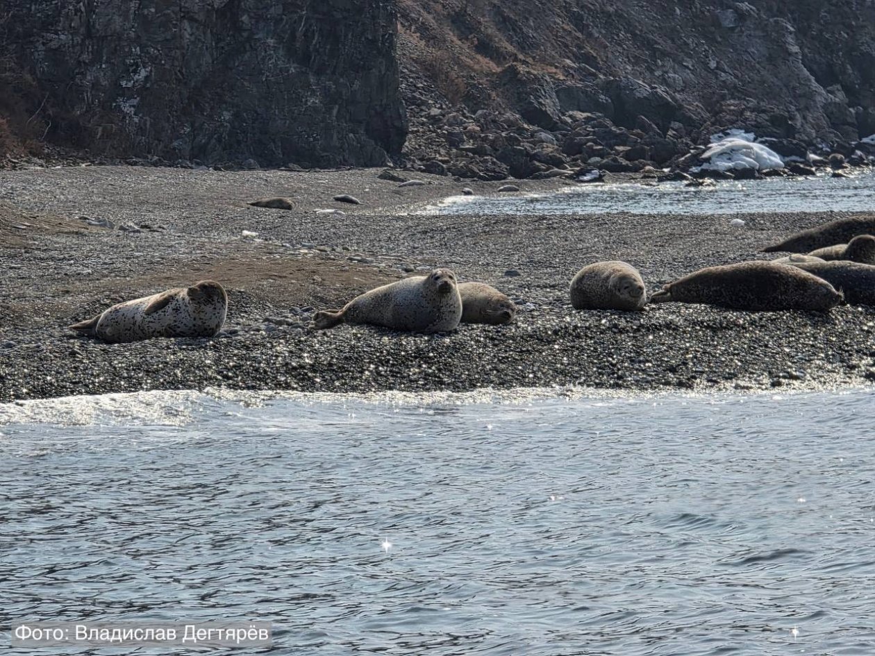 Более тысячи детёнышей ларг появилось на свет в Морском заповеднике в Приморье предоставлено ФГБУ &quotЗемля леопарда&quot