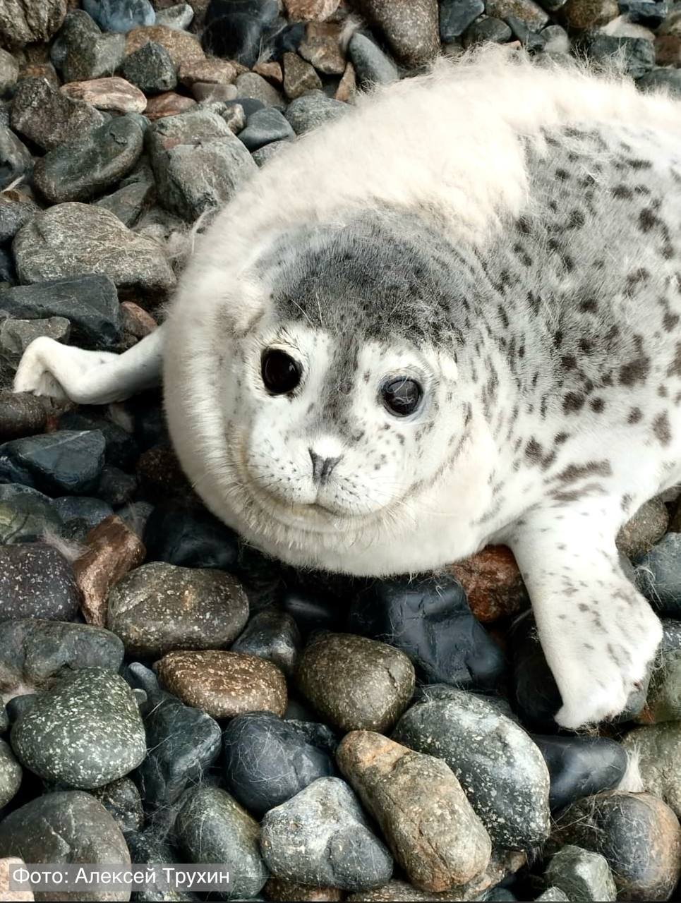 предоставлено ФГБУ «Земля леопарда»