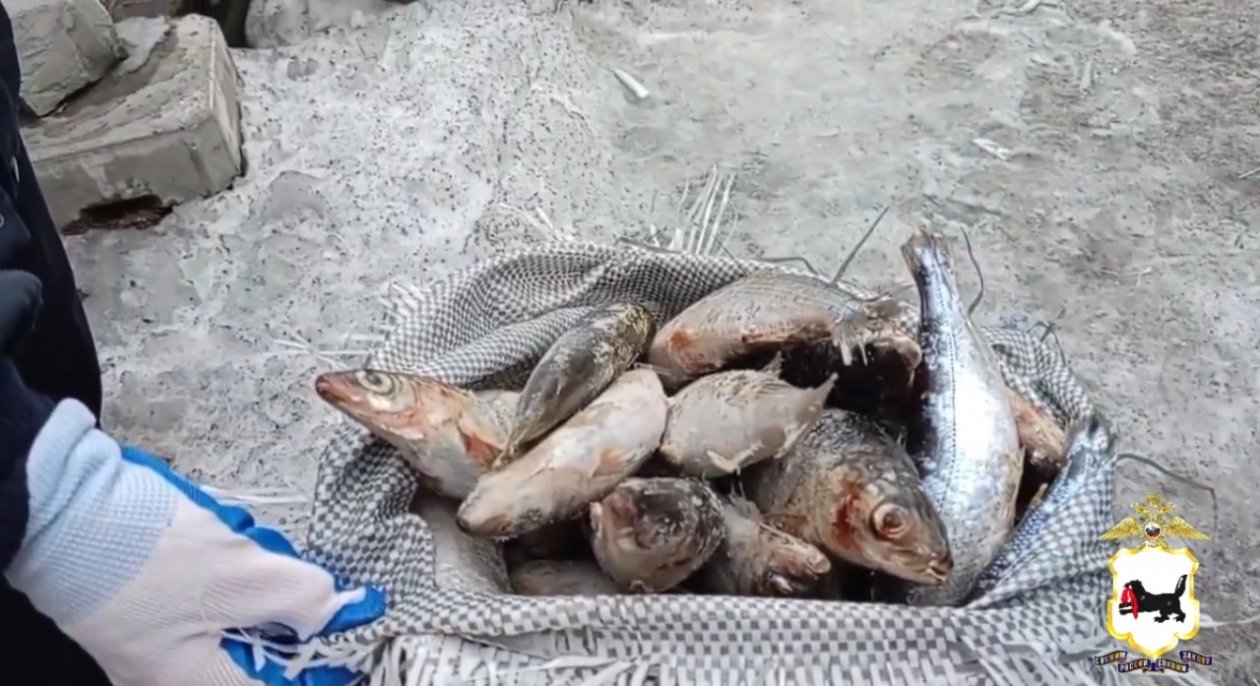 Свыше 2,7 тысячи хвостов байкальской рыбы выявили полицейские в Приангарье ГУ МВД России по региону