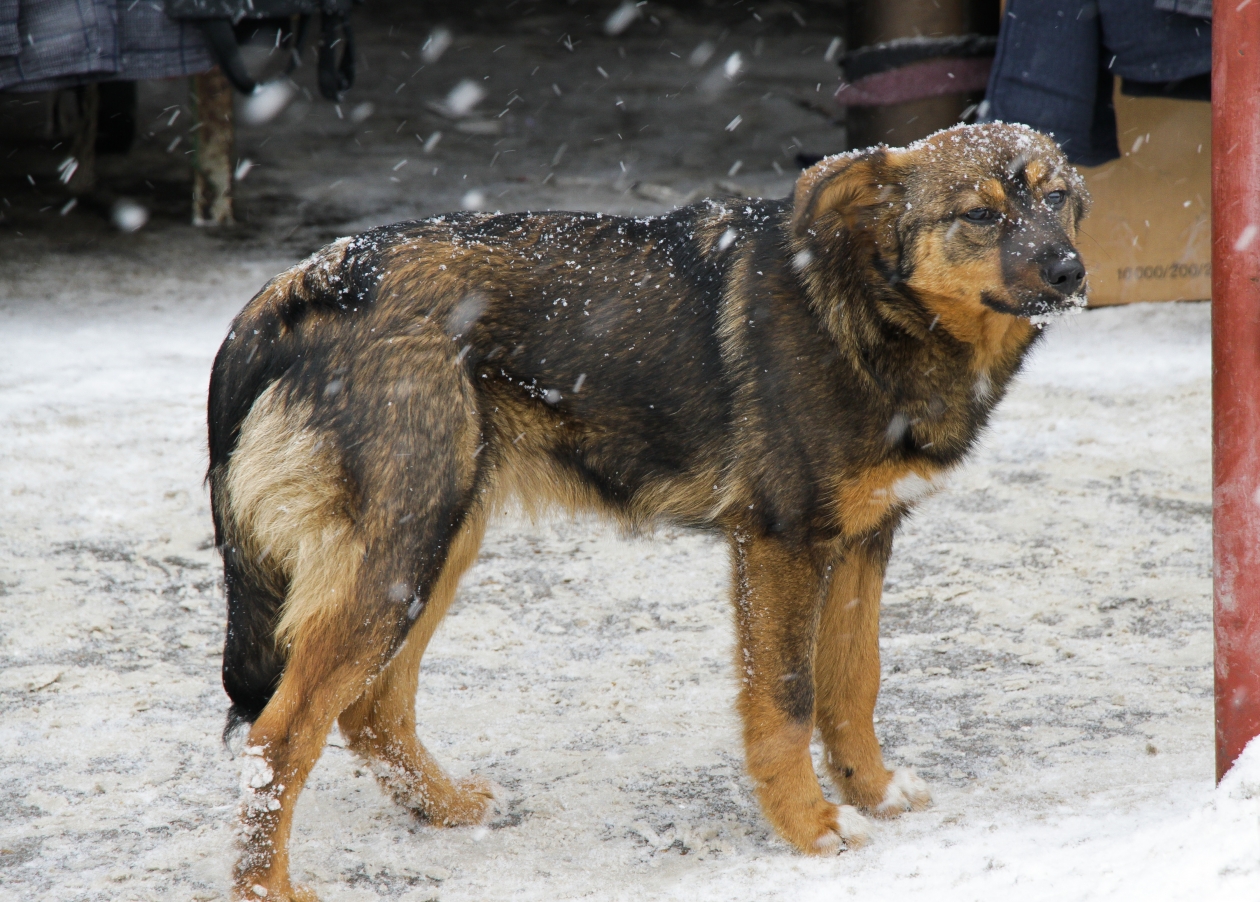 Бездомная собака Юлия Ушакова, ИА IrkutskMedia
