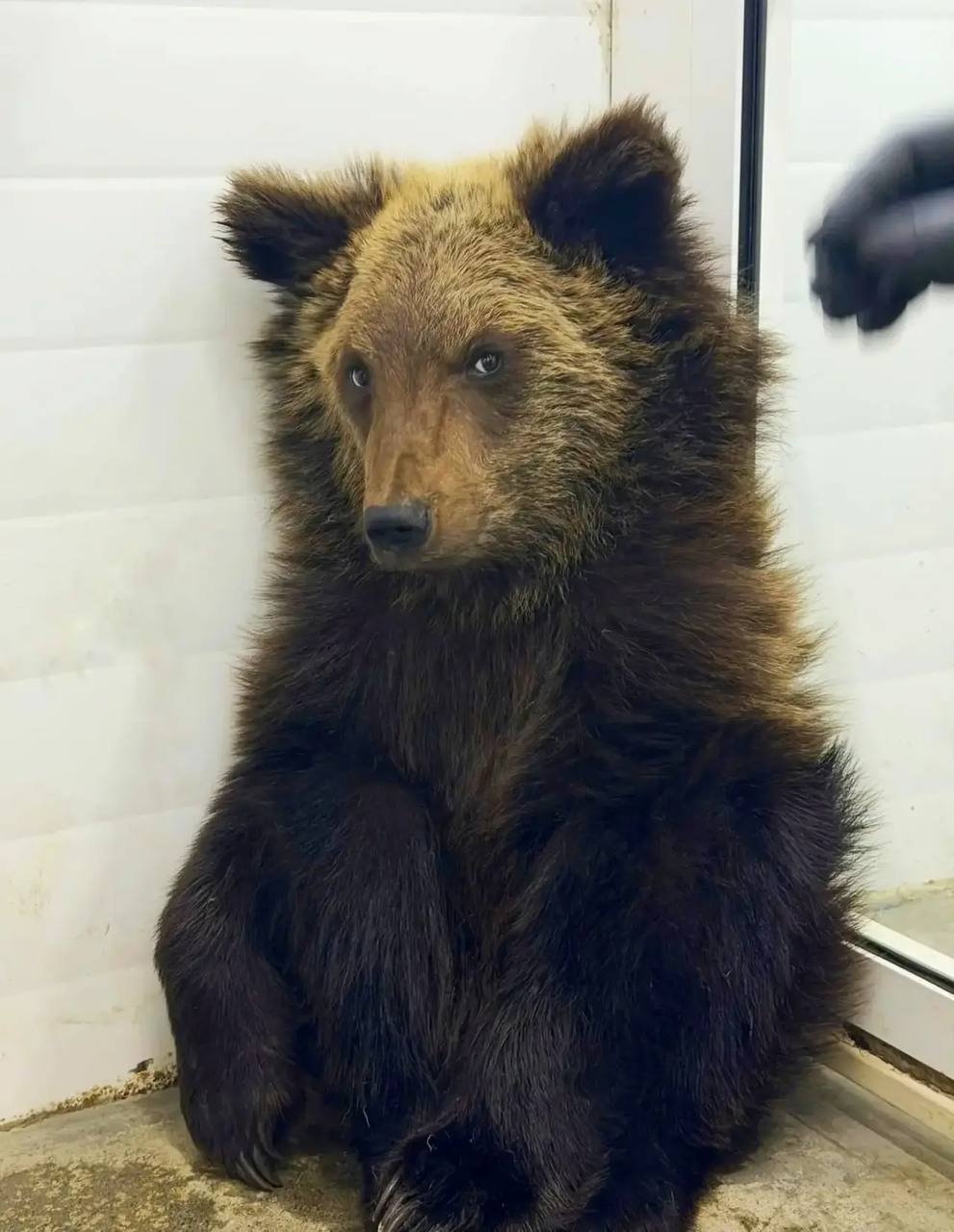 Маленький медвежонок стал пациентом ветгоспиталя питомника &quotК9&quot в Иркутске Тг-канал (18+) питомника &quotК9&quot