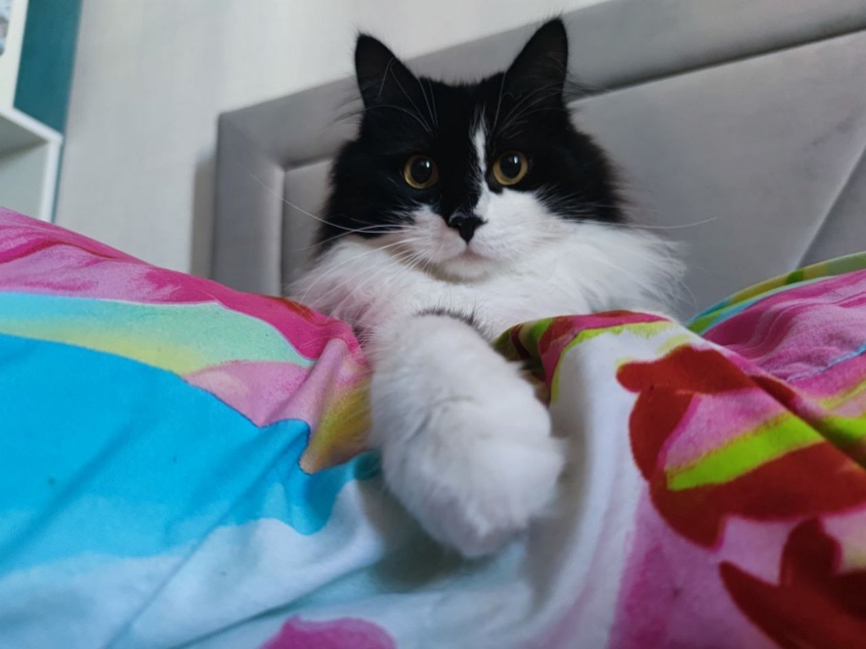 Домашние животные, кот, кошка, питомец Елена Гиневская, ИА Stavropol.Media