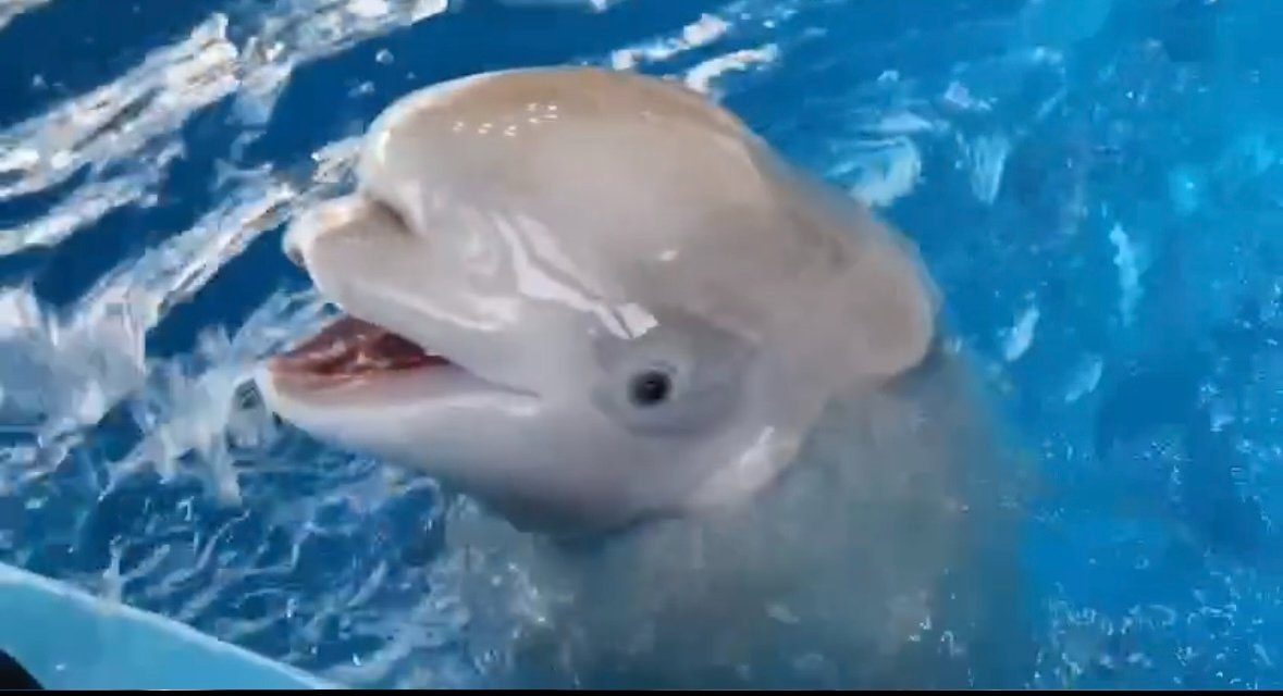 стоп-кадр из видео. tg-канал (18+) Приморского океанариума