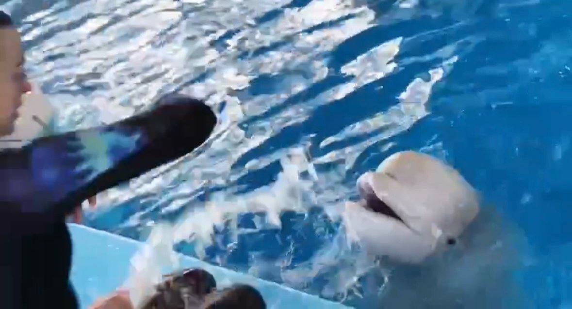 Белуха похвасталась двумя новыми игровыми трюками стоп-кадр из видео. tg-канал (18+) Приморского океанариума