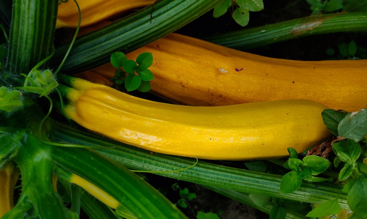 Кабачки Автора