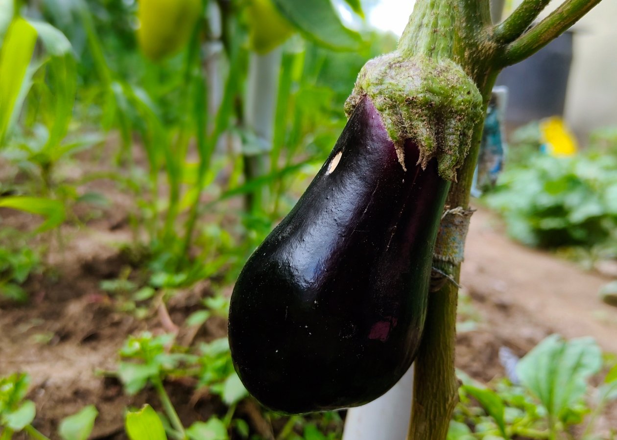 Баклажан Автора