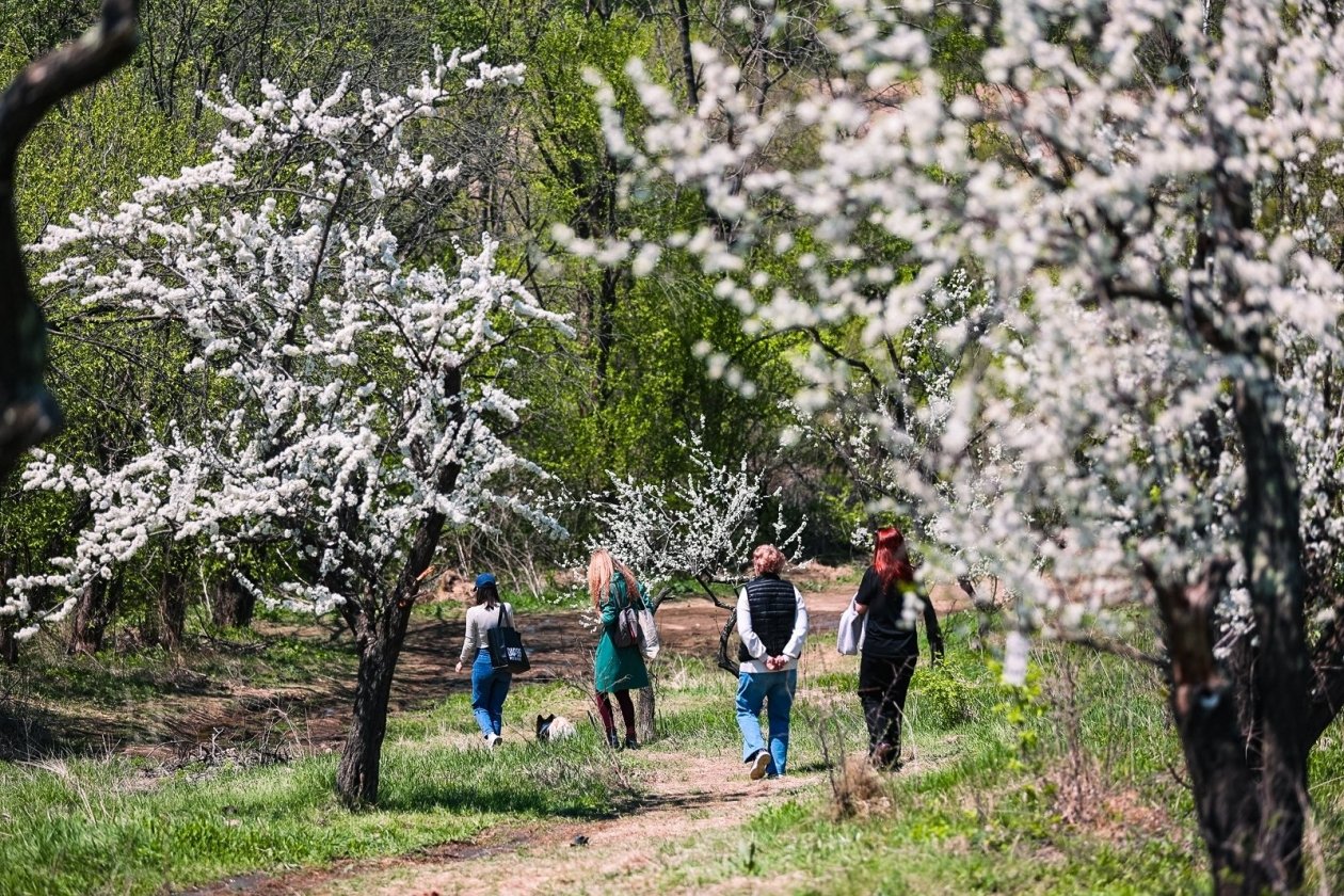 Эти места в Росиии затмят даже японскую сакуру - полный гид по месяцам цветения Илья Аверьянов, ИА PrimaMedia