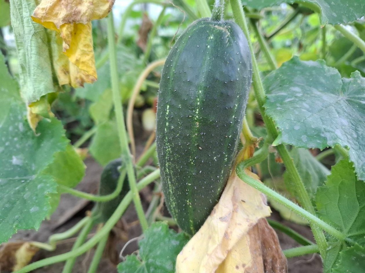 Огурцы ИА KrasnodarMedia