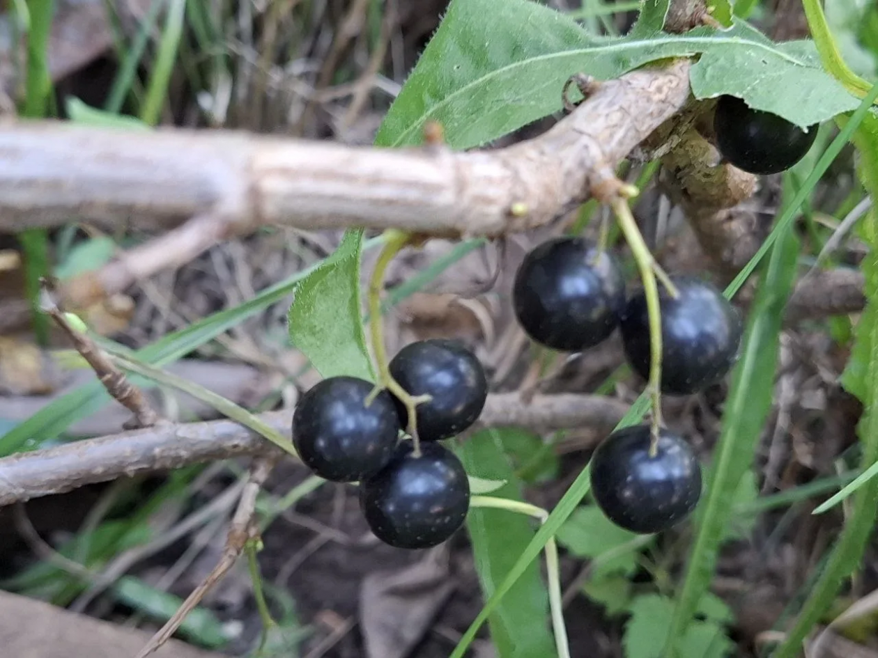 Чудо на грядке: 5 действий весной - и ваша смородина станет примером для соседей ИА StavropolMedia
