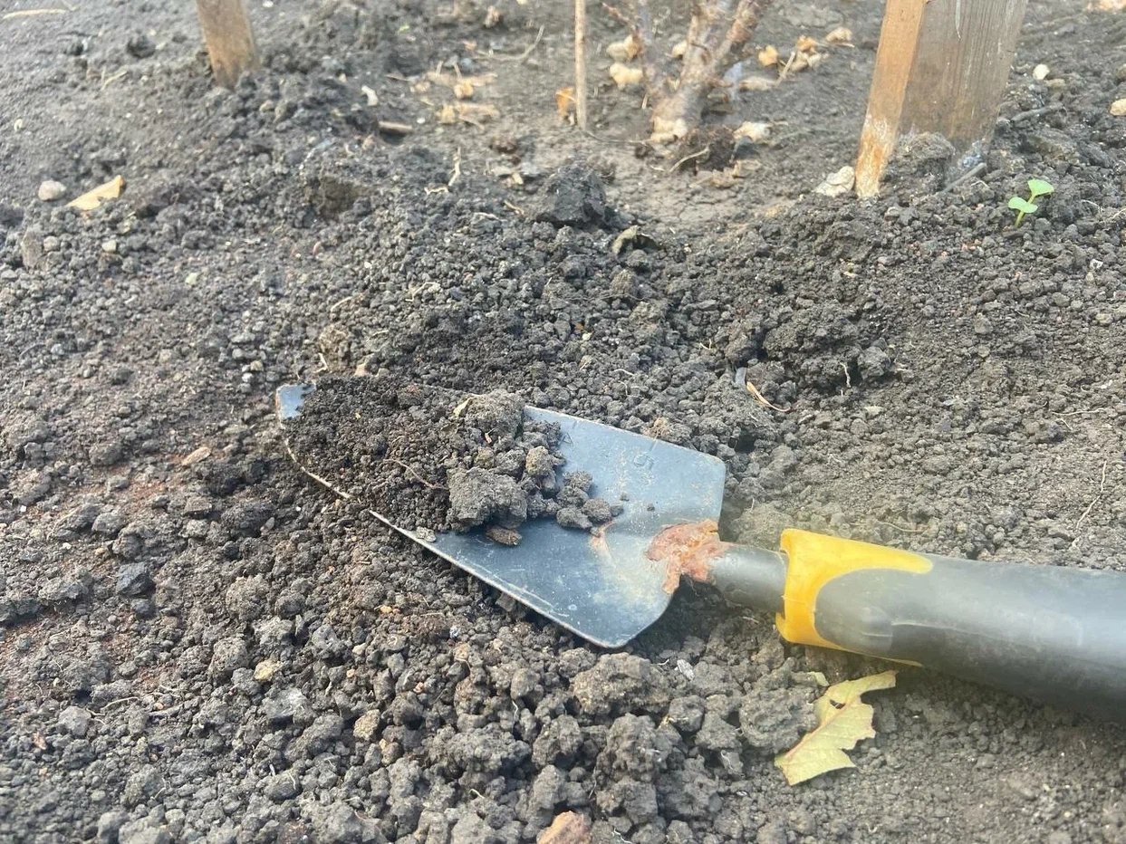 Дачники, сохраняйте: посадите этот сидерат весной, и он заменит грузовик навоза - земля, как перина ИА SochiMedia