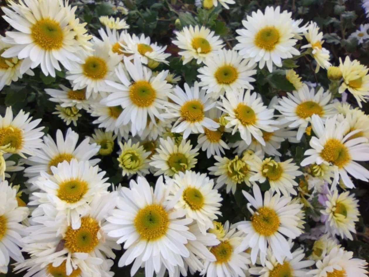 Посадила цветок, который цветет без остановки: голубоглазая ромашка преобразила мой сад к середине лета ИА SevastopolMedia