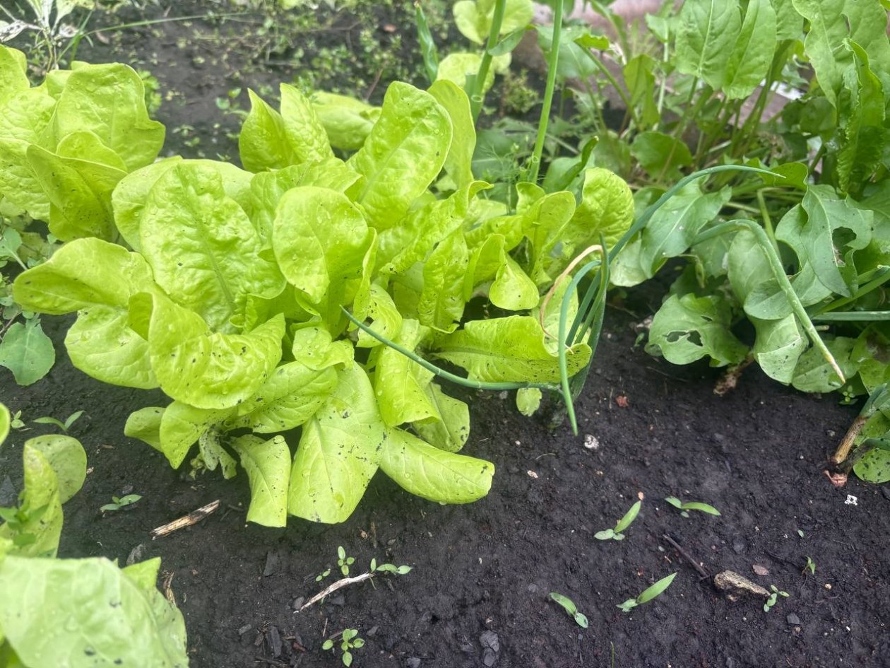 Сделайте это с грядками в апреле - и сорняки исчезнут сами: земля стала рыхлой и мягкой ИА KrasnodarMedia