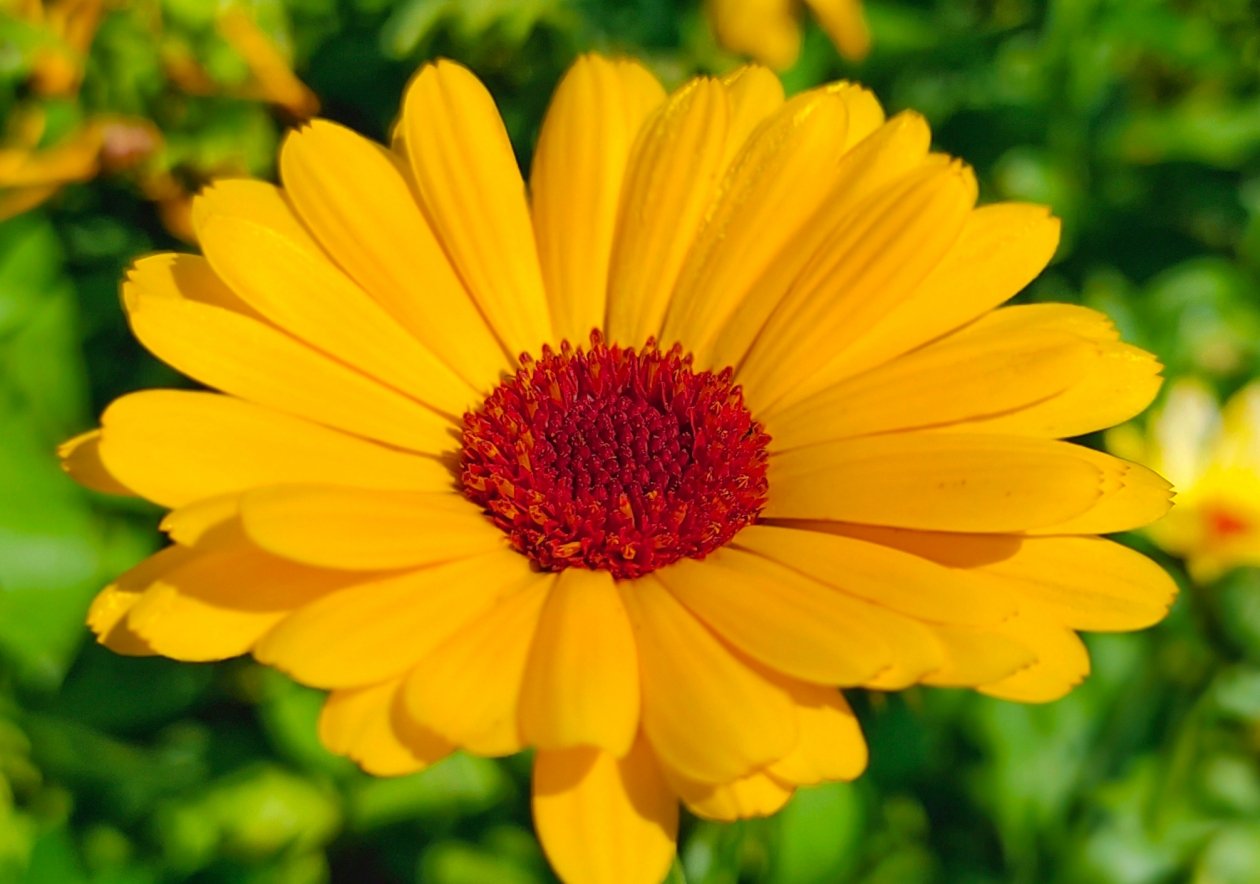 Однолетник Автора