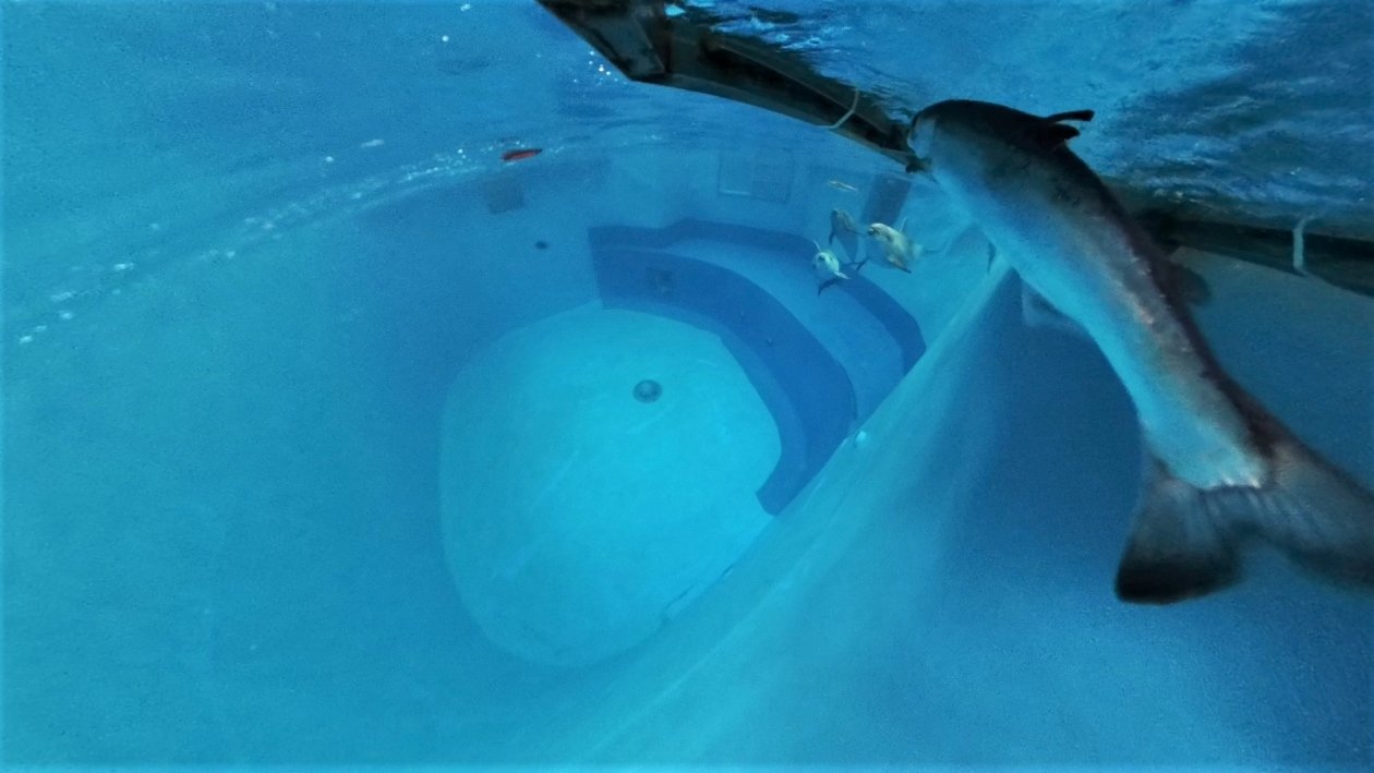 В дельфинарии завершился второй этап эксперимента по обогащению среды Пресс-служба Приморского океанариума