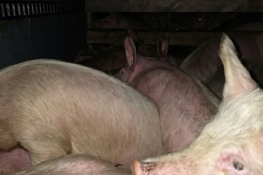 Свиньи Россельхознадзор Забайкалья