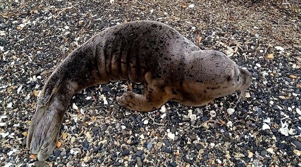 Одинокого малыша ларги заметили на пляже в Приморье Телеграм-канал &quotХасанские вести&quot (18+)
