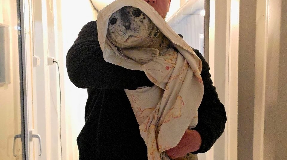 Очередной пациент поступил в реабилитационный центр &quotТюлень&quot Телеграм-канал &quotТюленятник и все-все-все&quot (16+)