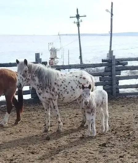 Жеребенок Читинская государственная заводская конюшня