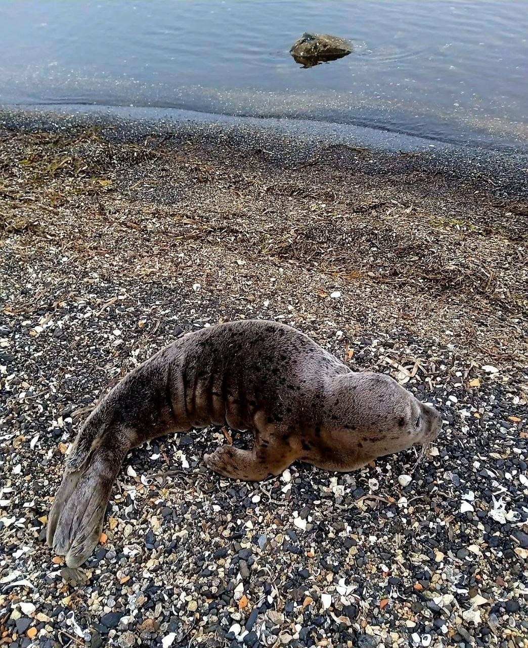 Ларга tg-канал (18+) &quotХасанские вести&quot