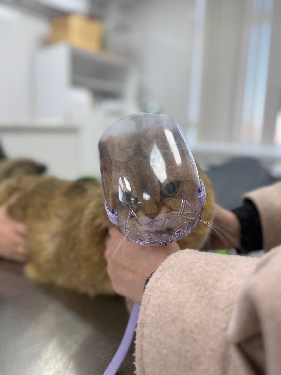 Госветслужба Севастополя