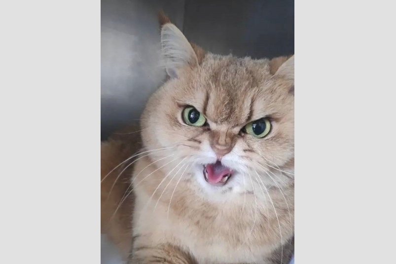 Мурлыку спасли после травмы от кактуса Госветслужба Севастополя