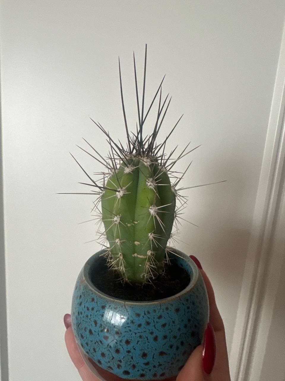 Госветслужба Севастополя