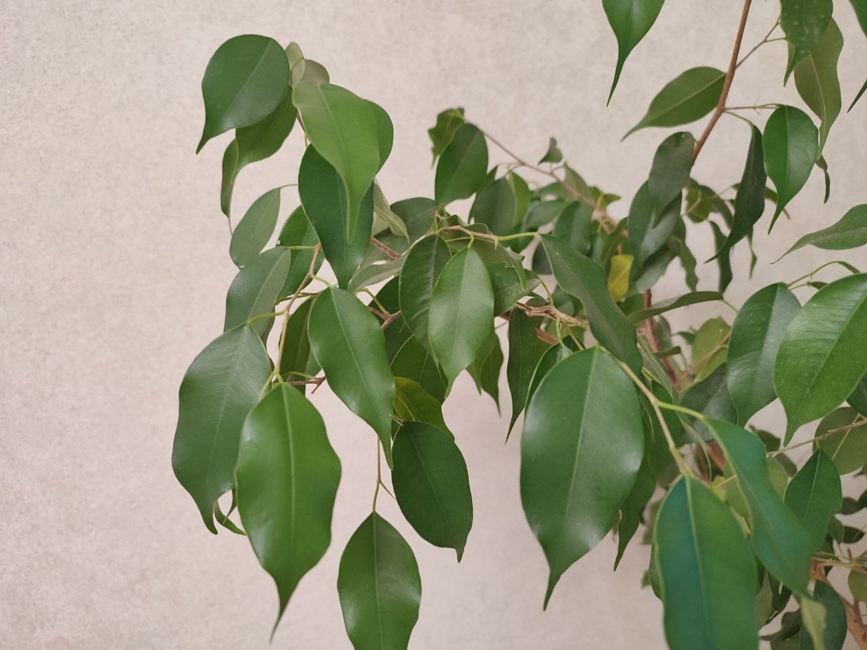 Чайная ложка в горшок: с такой подкормкой фикус вырастет сразу на 80% ИА SevastopolMedia