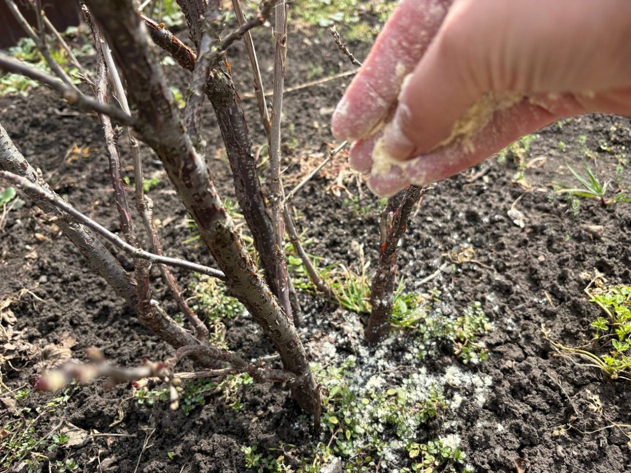 1 горсть прямо под куст - смородина и крыжовник не болеют: ветки гнутся от ягод ИА KrasnodarMedia