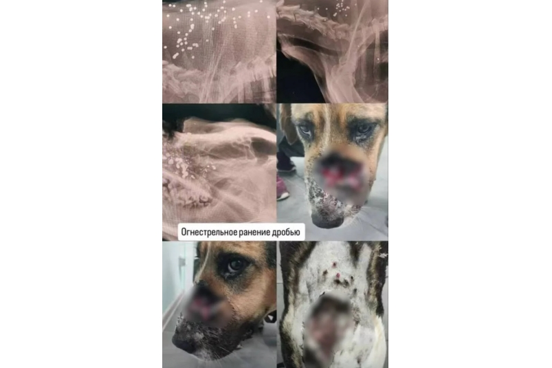 скрин (18+) t.me/chp_sochi