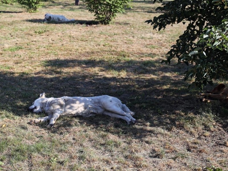 Неизвестный устроил массовый расстрел бездомных собак в Сочи Мария Оленникова