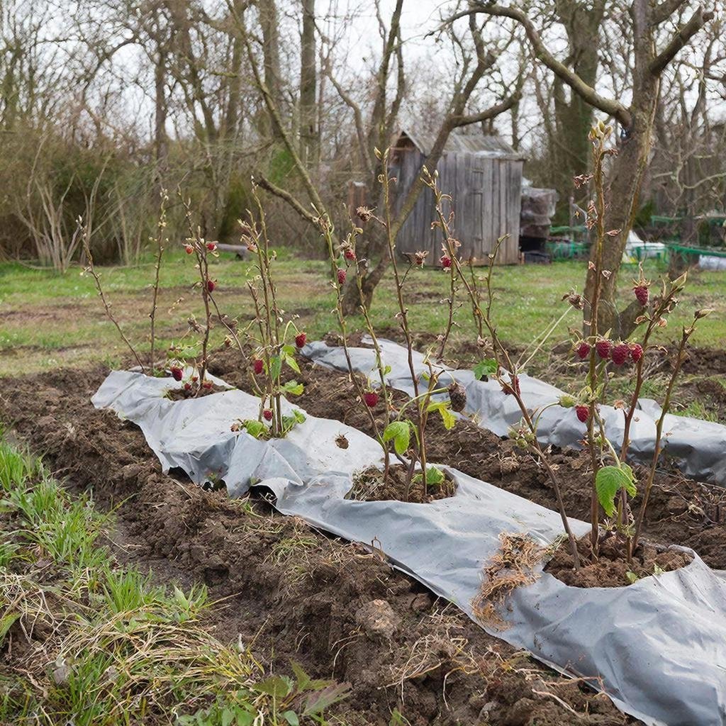 Откапывание малины ГигаЧат