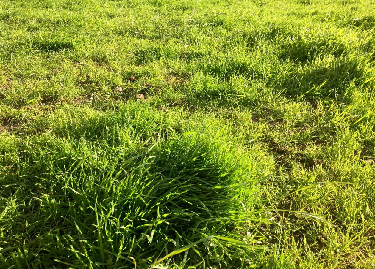 Землю на 13 млн рублей через подставного фермера похитили на Ставрополье Дмитрий Мирошников, ИА KrasnodarMedia