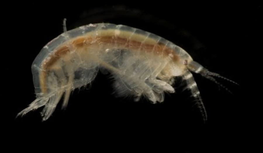 Соцсети ИнБЮМ РАН