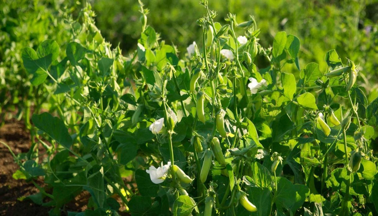 Горох Автора