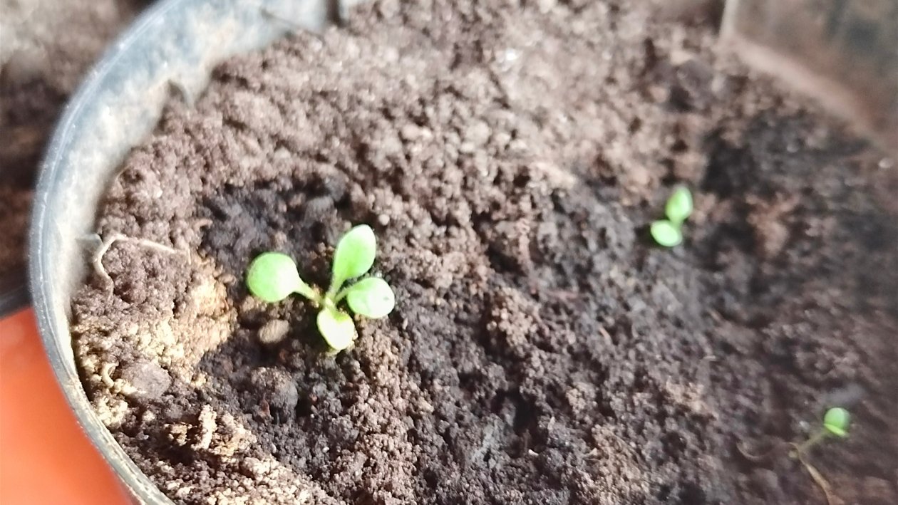 Петуния Автора