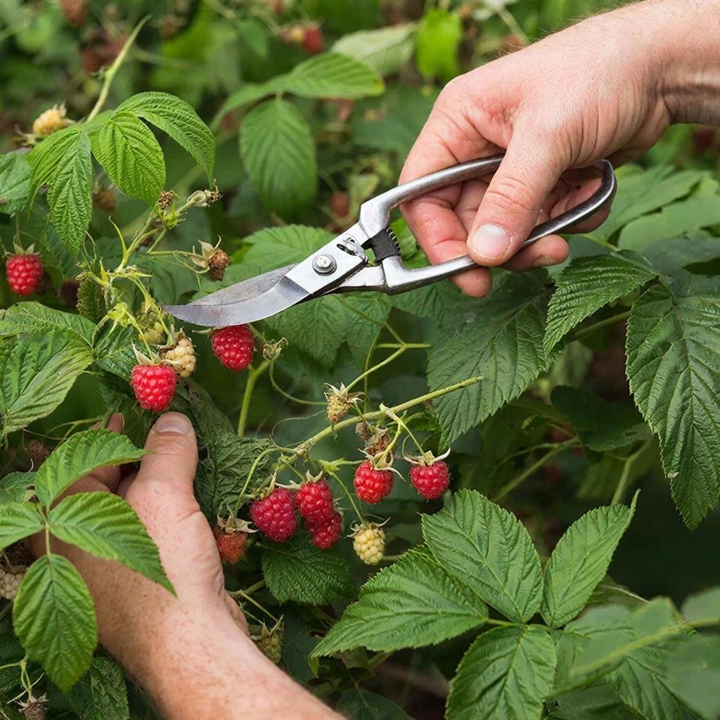 Обрезка малины ГигаЧат (18+)