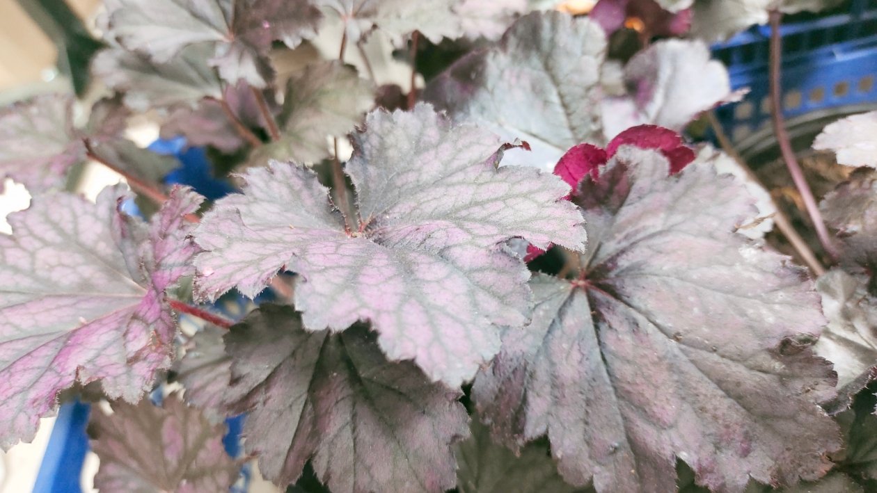 Гейхера Автора